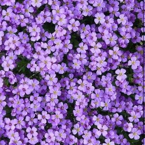 Meet your Posher, Allie